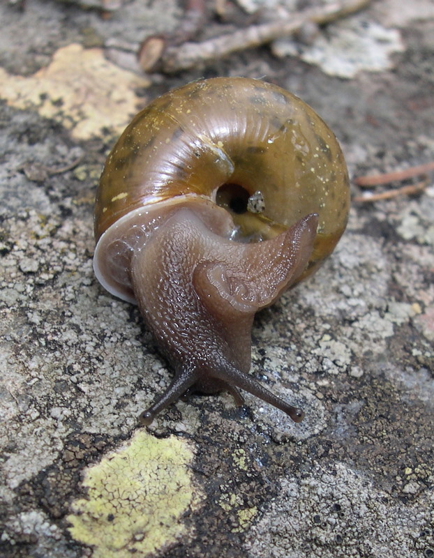 Chilostoma sp.